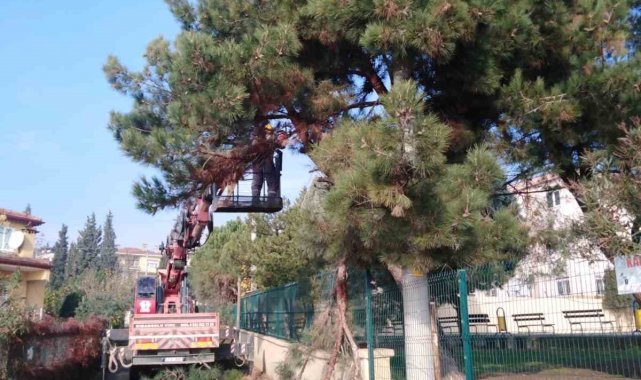 Dilovası'nda ağaçlar budanıyor