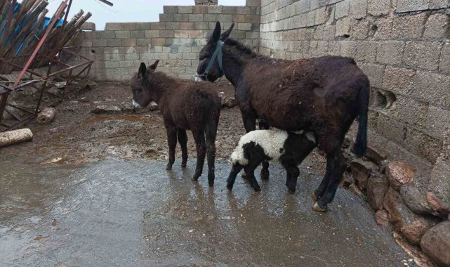 Eşek kuzuya annelik yapıyor