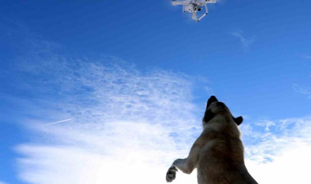 Havadaki droneyi yakalamaya çalışan köpek ilginç görüntü oluşturdu