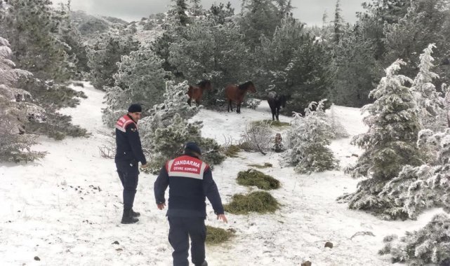 Jandarma yaban hayvanları için yemleme çalışması yaptı