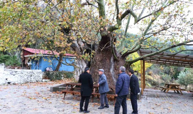 Kale'nin 13 metre çapındaki 8 asırlık Erenler Kavağı anıt ağaç olacak
