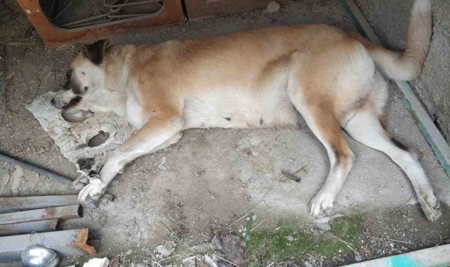 Kedi ve köpeklerin zehirlendiği iddiası