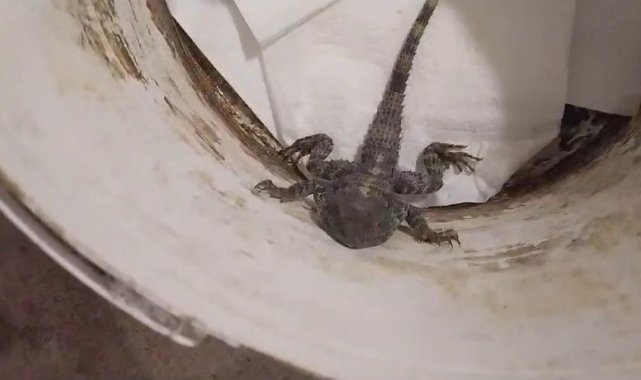 Kertenkele sandı, gerçek çok başka çıktı