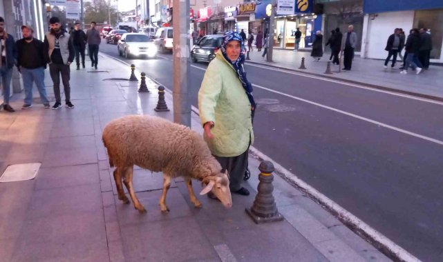 Kızı gibi baktığı koyunu peşinden ayrılmıyor