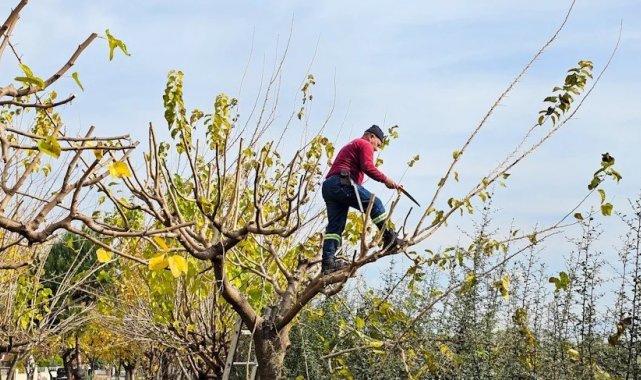 Köşk Belediyesi, yeşil alanların bakım çalışmalarını sürdürüyor