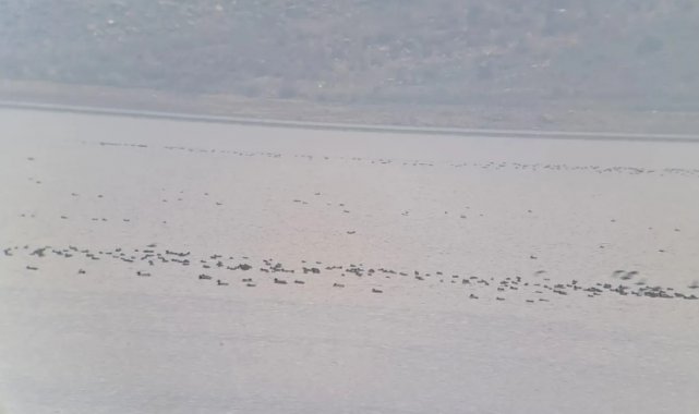 Manisa'da kış ortası su kuşu sayımları yapıldı