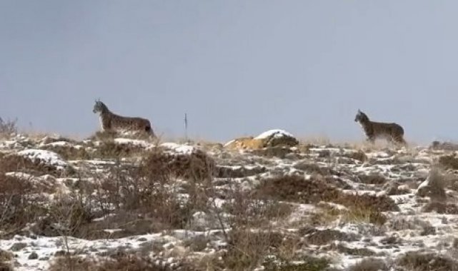 Niğde'de Nesli Tükenme Tehlikesi Altındaki Vaşak Görüntülendi