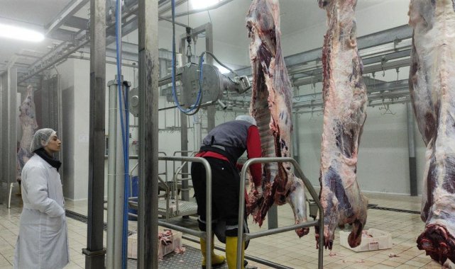 Ülkenin kırmızı et ihtiyacının bir kısmı Çekerek ilçesinden karşılanıyor