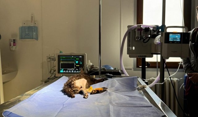 2 aylık kedi başarılı operasyonla hayata tutundu