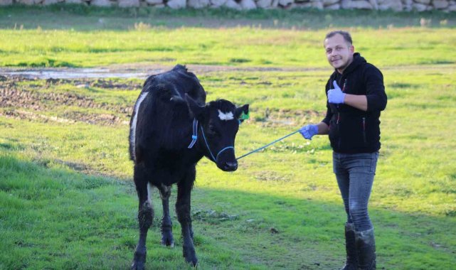 Aydın'da yürütülen 'Dişi sperma' projesi hayvancılığa can veriyor