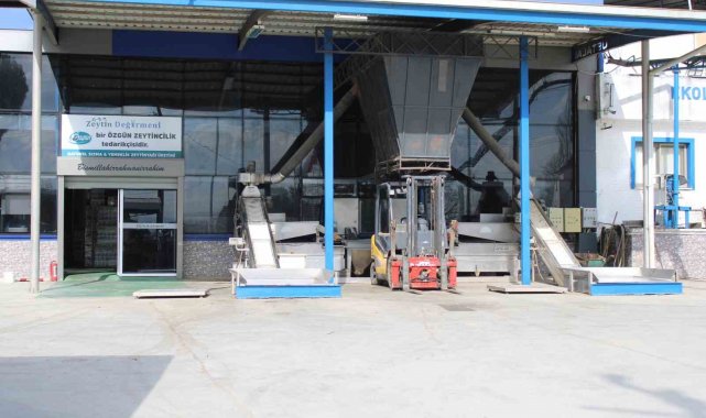 Aydın'da zeytinyağı sıkım sezonu erken bitti