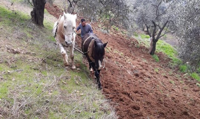 Aydın'ın dağlarında atlar, çiftçinin imdadına yetişiyor