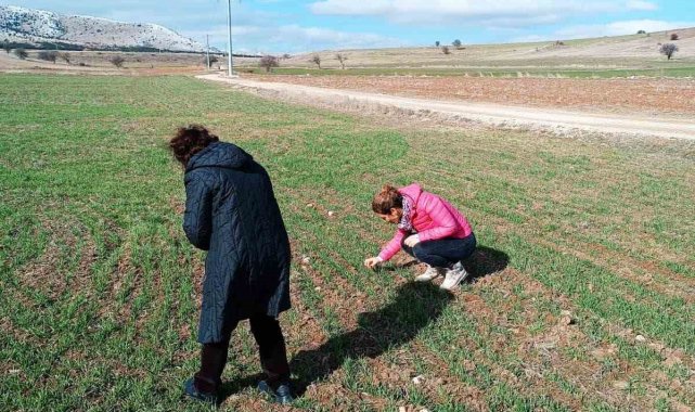 Bayramgazi köyünde hububat ekili alanlar incelendi