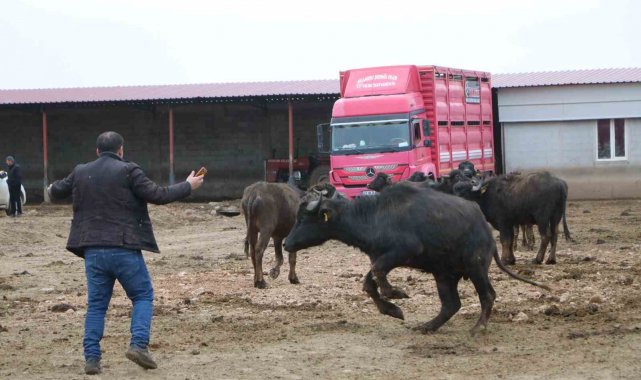 Çivril'in büyük umutlarla kurulan çiftlikteki mandalar satıldı