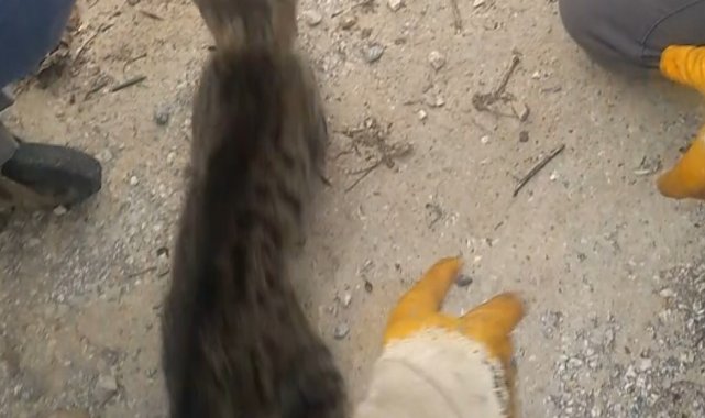 Çöp kovasında kafası konserve kutusuna sıkışmış halde gördüler, işi gücü bırakıp yardıma koştular