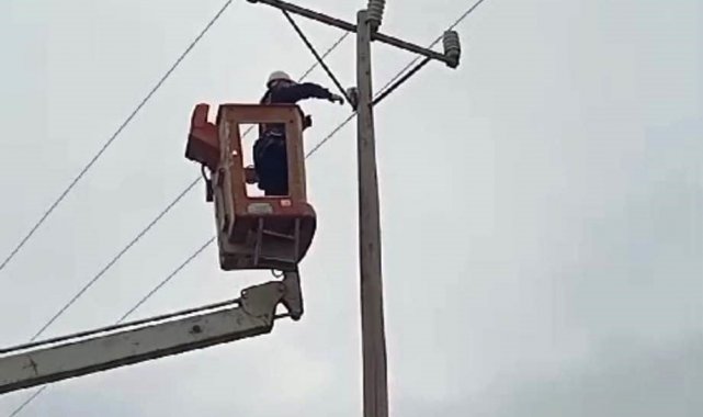 Elektrik direğinde mahsur kalan kediyi VEDAŞ ekipleri kurtardı