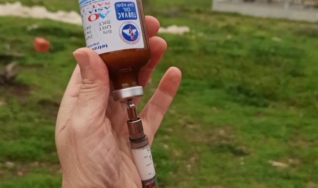 Fethiye'de şap hastalığı ile mücadele sürüyor