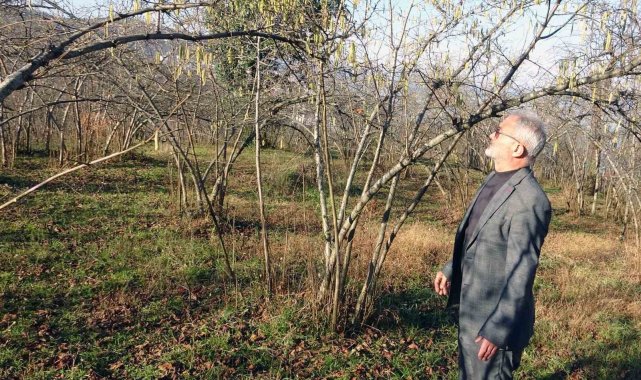 Fındıkta zirai don riski, serbest piyasada fındık fiyatını yükseltti