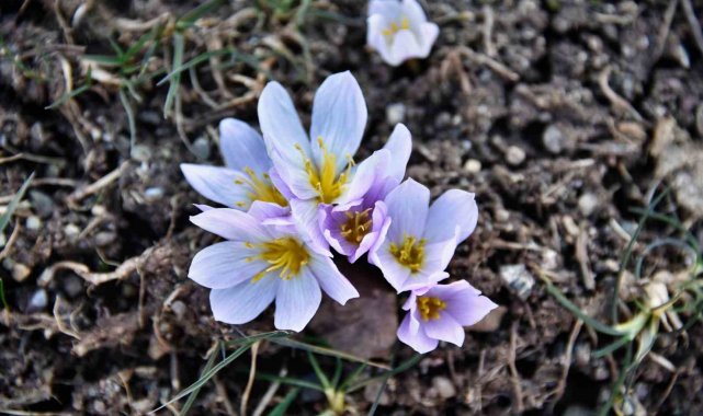 Gümüşhane'de kardelenler baharın müjdesini verdi