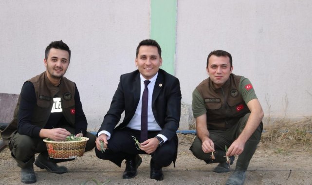 İhsaniye'de salep yetiştiriliyor