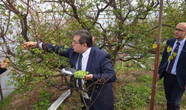 Kilosu 150 dolardan ihracata gönderilecek: Temsili ilk erikler toplandı