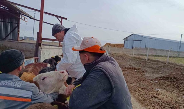 Kırşehir'de, şap aşılama programıyla hayvan varlığı güncelleniyor