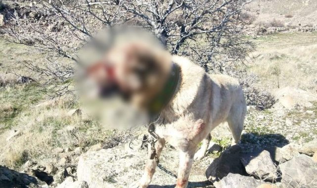 Köpek dövüştüren 12 kişi yakalandı
