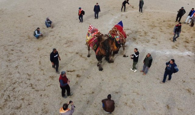 Nazilli'de deve güreşi festivali iptal edildi