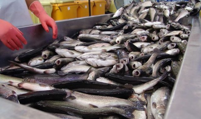 Seydikemer'den Almanya'ya balık ihracatı