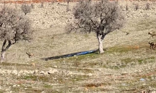 Siverek'te kurt sürüsü kameraya takıldı