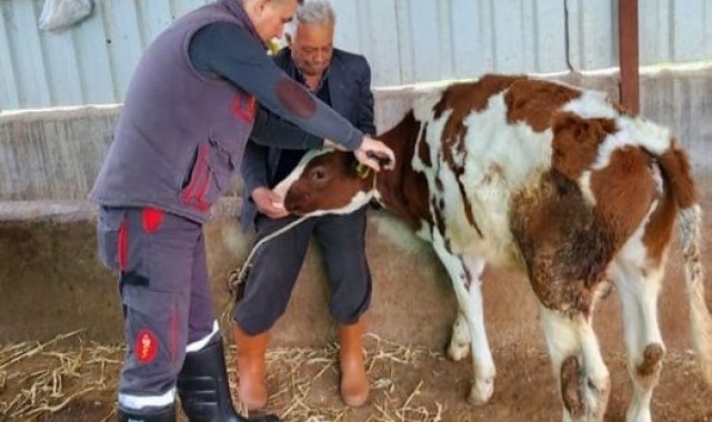 Söke'de şap hastalığı için aşılama çalışmaları devam ediyor