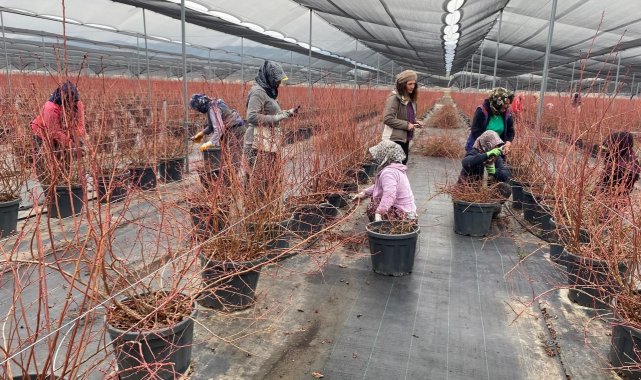 Yaban mersini kadınların yeni gelir kaynağı oldu