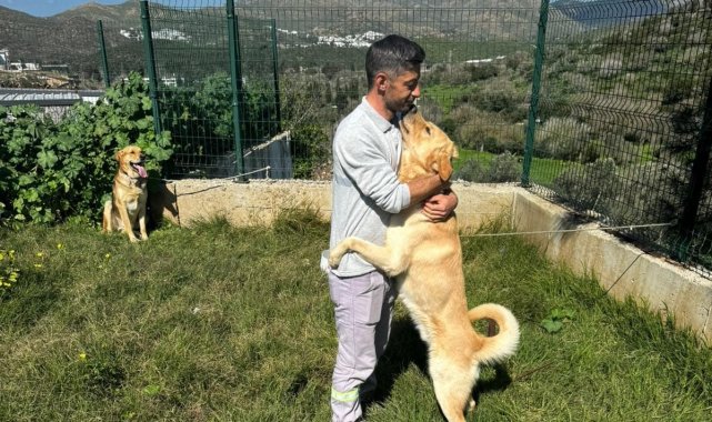 Zehirlendiği iddia edilen hayvanlar, belediye ekipleri tarafından kurtarıldı
