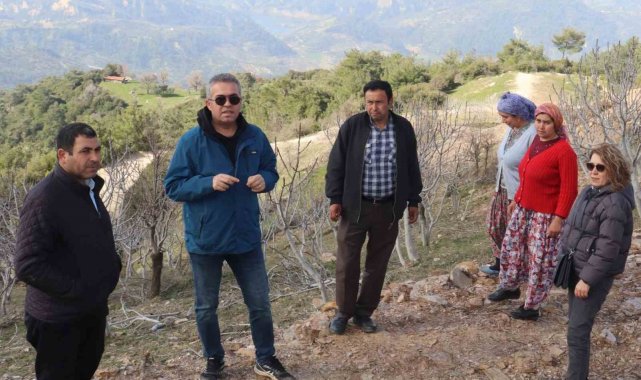 Efeler'de sarı lop incir fidanlarının gelişimi izleniyor