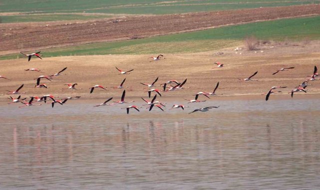 Flamingo akını bozkırı renklendirdi