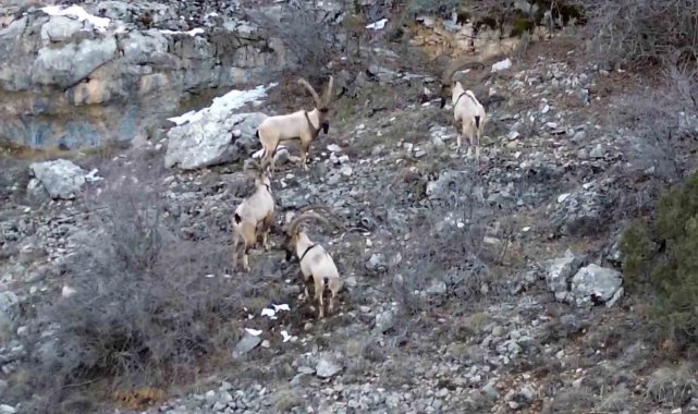 Gümüşhane'de yaban keçileri ve ayılar dronla görüntülendi