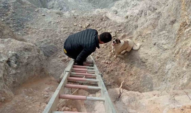 Hassa'da kuyuya düşen köpek kurtarıldı
