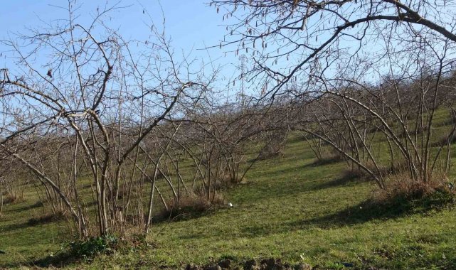 Havaların sıcak gitmesi fındıkta verim endişesine neden oldu