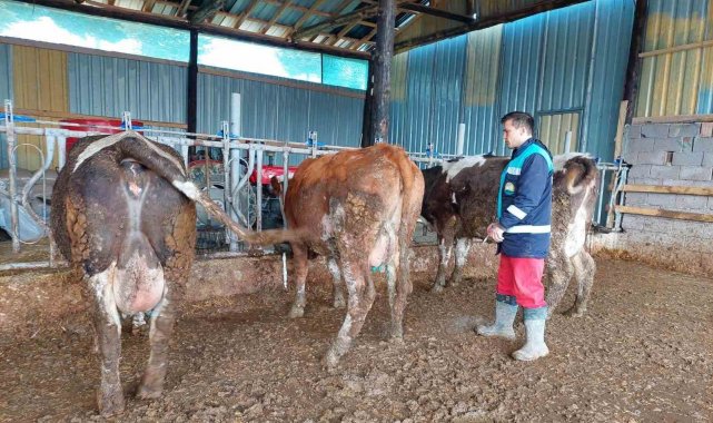 Hisarcık'ta 5 bin 500 büyükbaş hayvana şap aşısı yapılacak