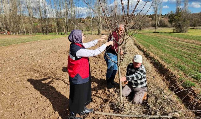 Hisarcık'ta meyve ağaçlarında uygulamalı budama eğitimi