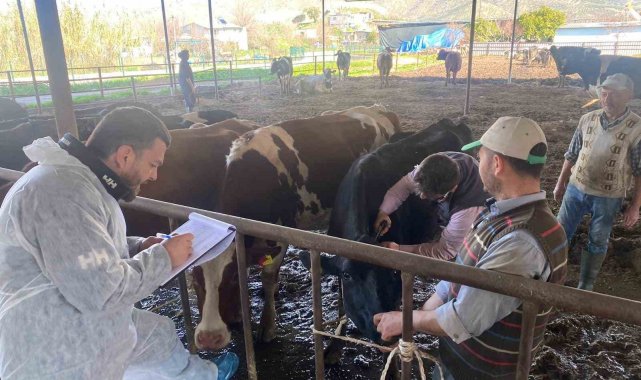 Koçarlı'da hayvan çiftlikleri kontrol altında