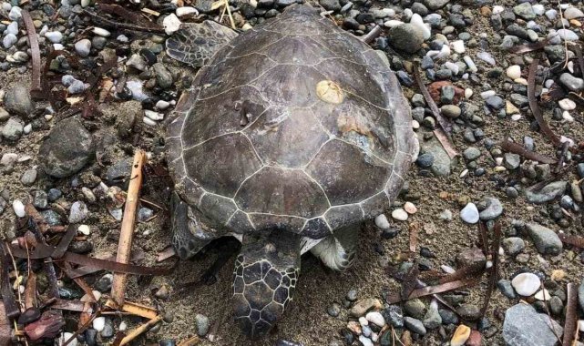Marmaris sahilinde ölü yavru caretta bulundu