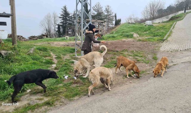 Sokak hayvanlarını 5 yıldır gönüllü besliyor