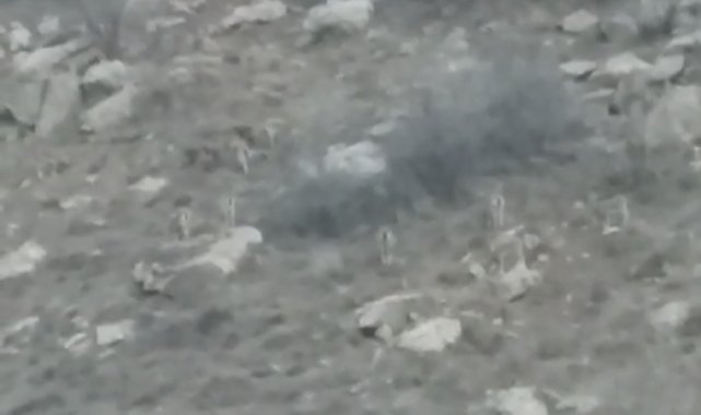 Yüksekova'da sürü halindeki dağ keçileri görüntülendi