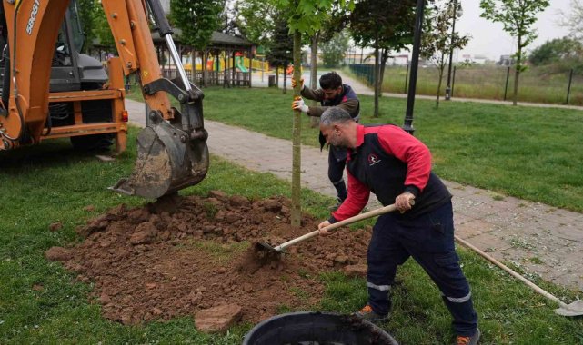 5 yılda 7 bin 140 ağaç toprakla buluştu