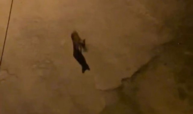 Aç kalan tilkiler şehir merkezini mesken tutmaya başladı