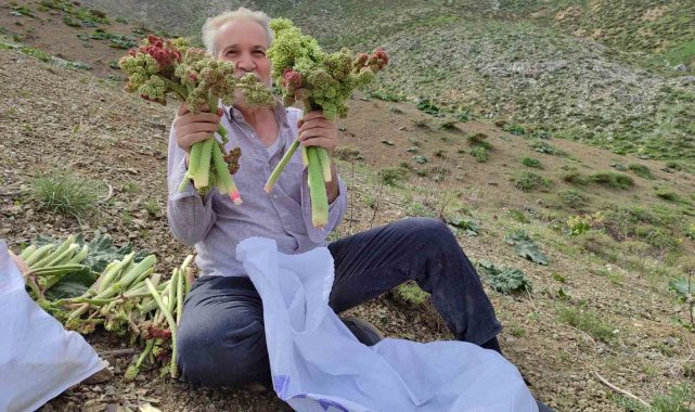 Adıyaman'da ışkın toplamak için Türk Dağına tırmandılar