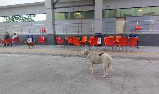 ADÜ Tıp Fakültesi Hastanesi çevresinde başıboş köpekler sorun olmaya başladı