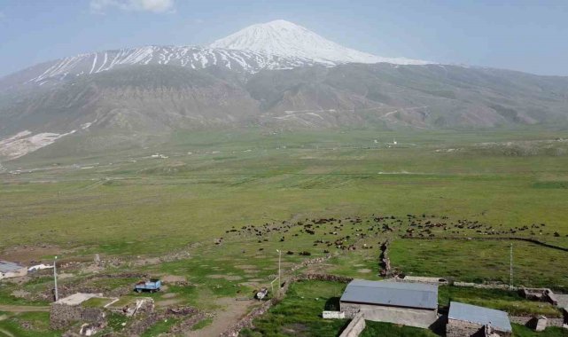 Ağrı Dağı eteklerinde beslenen küçükbaş hayvan sürüleri havadan görüntülendi