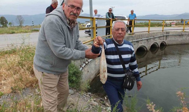 Balıkesir'de doğal sit alanı olan derede balık ölümleri başladı